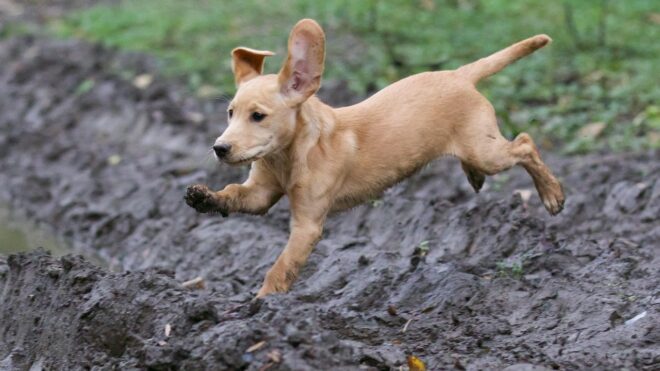 Hetekig éhezett, mielőtt szomjan halt a hőségriadó idején egy kölyökvizsla – felháborító ítélet született
