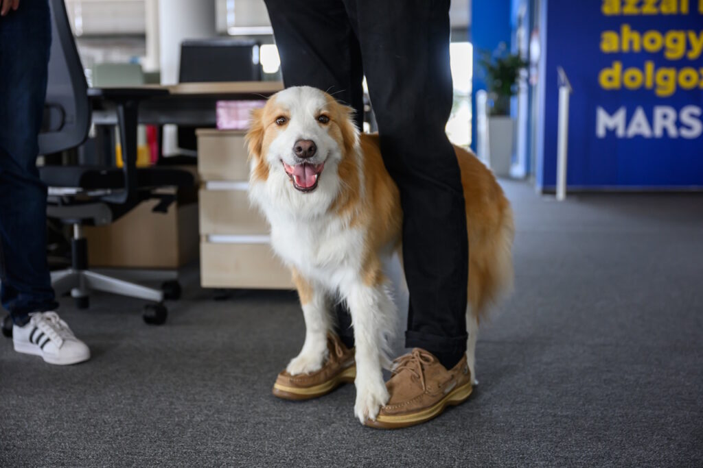 Vidd magaddal a kutyádat dolgozni – terápia mindkettőtöknek!