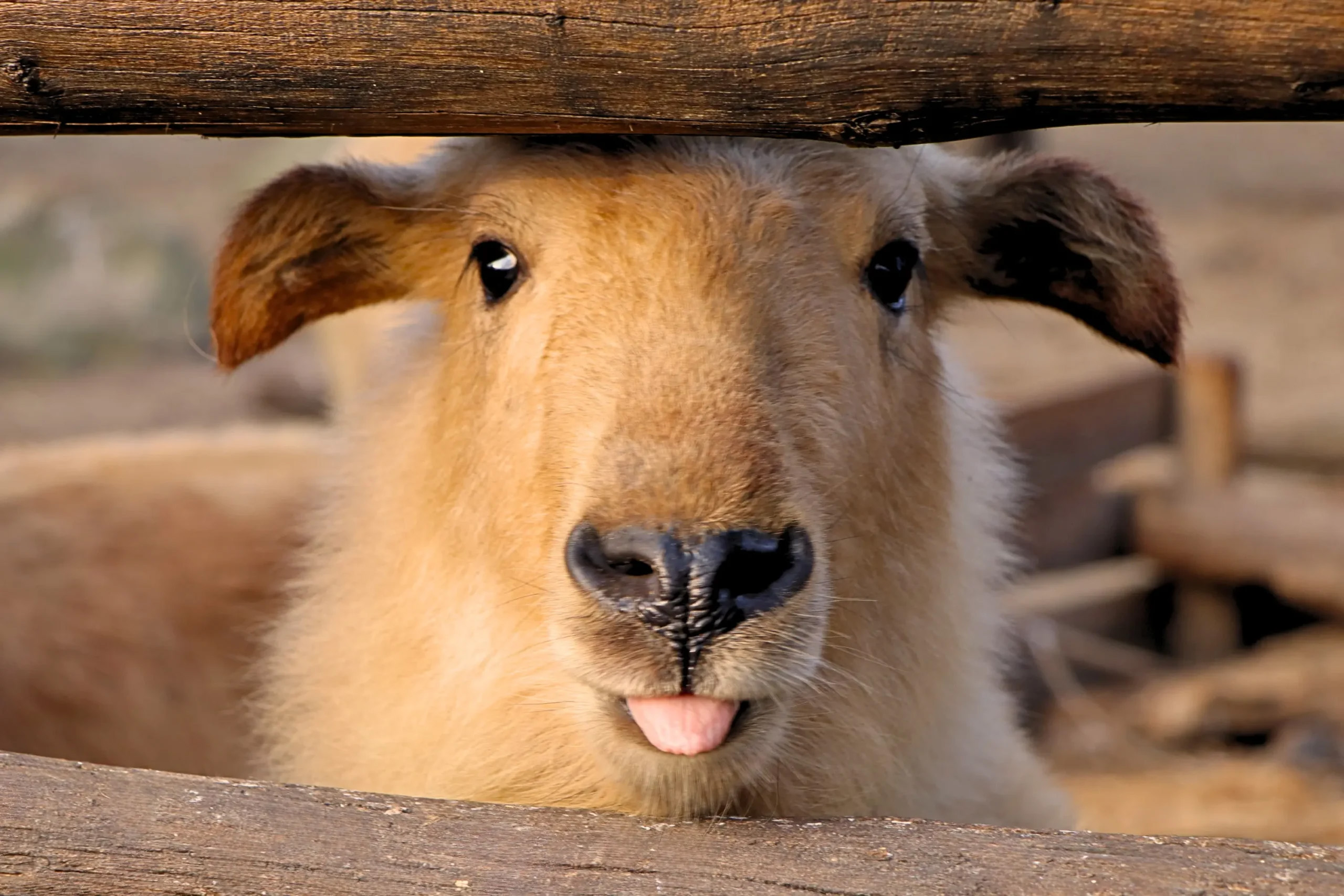 Február 25-én két szülinap is volt az aranyszőrű takinoknál. A tavaly született borjak közül ugyanis az idősebbik, Bao nevű állat épp ma egy éves, és ugyancsak ma van az apaállat, Janek születésnapja is: ő épp most tölti be hetedik életévét.