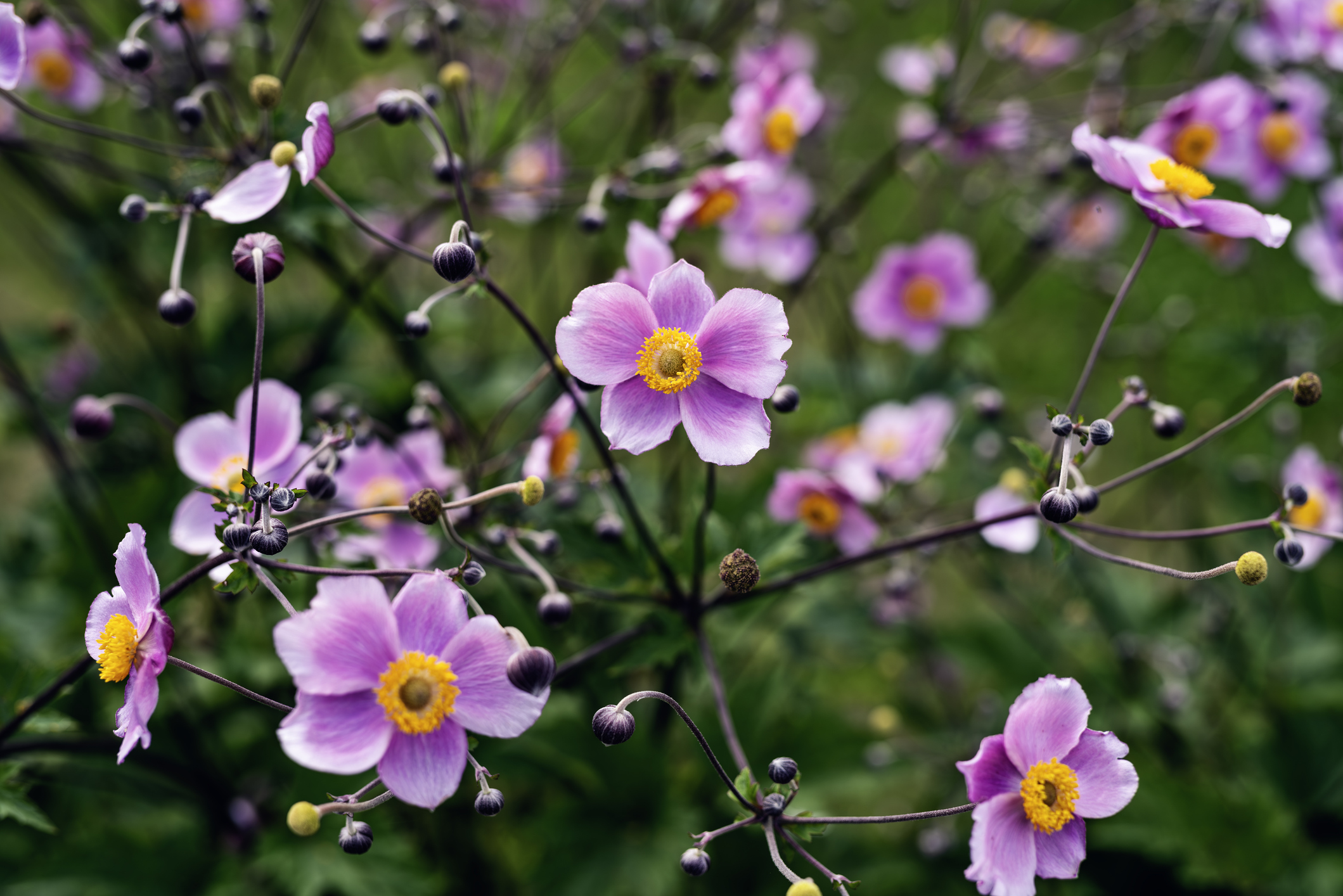 Kínai szellőrózsa