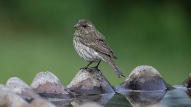 Életeket menthetsz, ha te is bevezeted ezt a szokást a kertedben