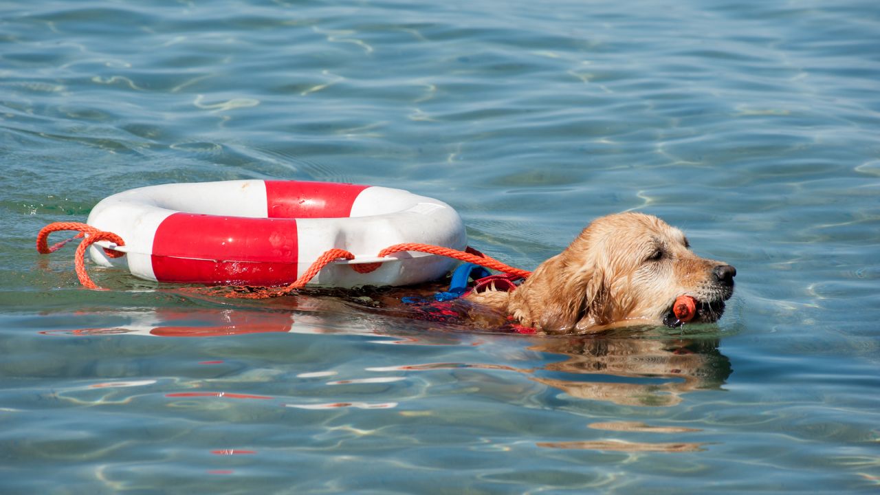 Mentőkutya úszik a vízben