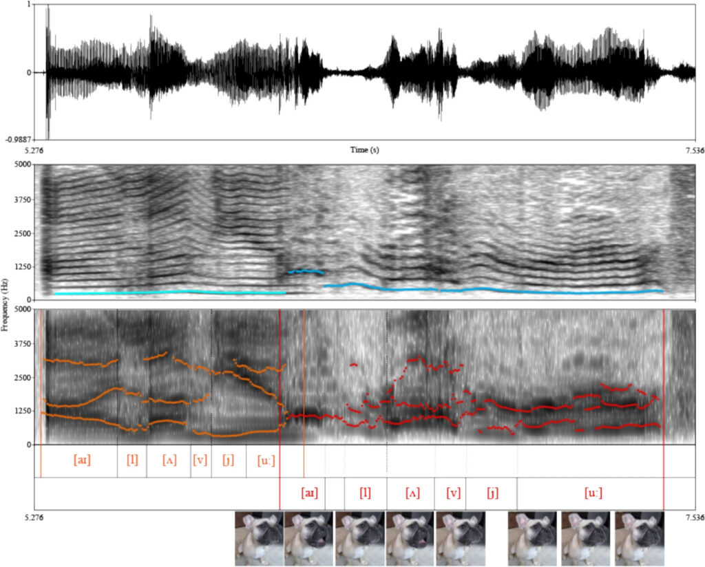 Hangminta egy beszélő kutyától