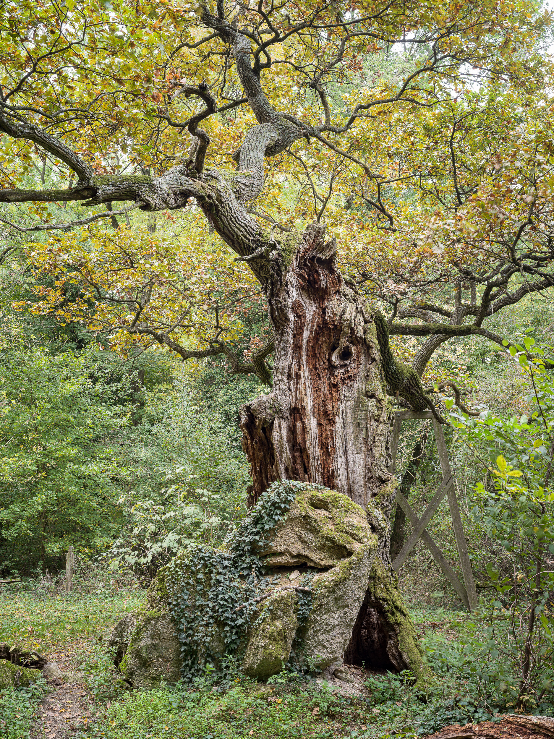 A zsennyei ezeréves tölgy mosolya