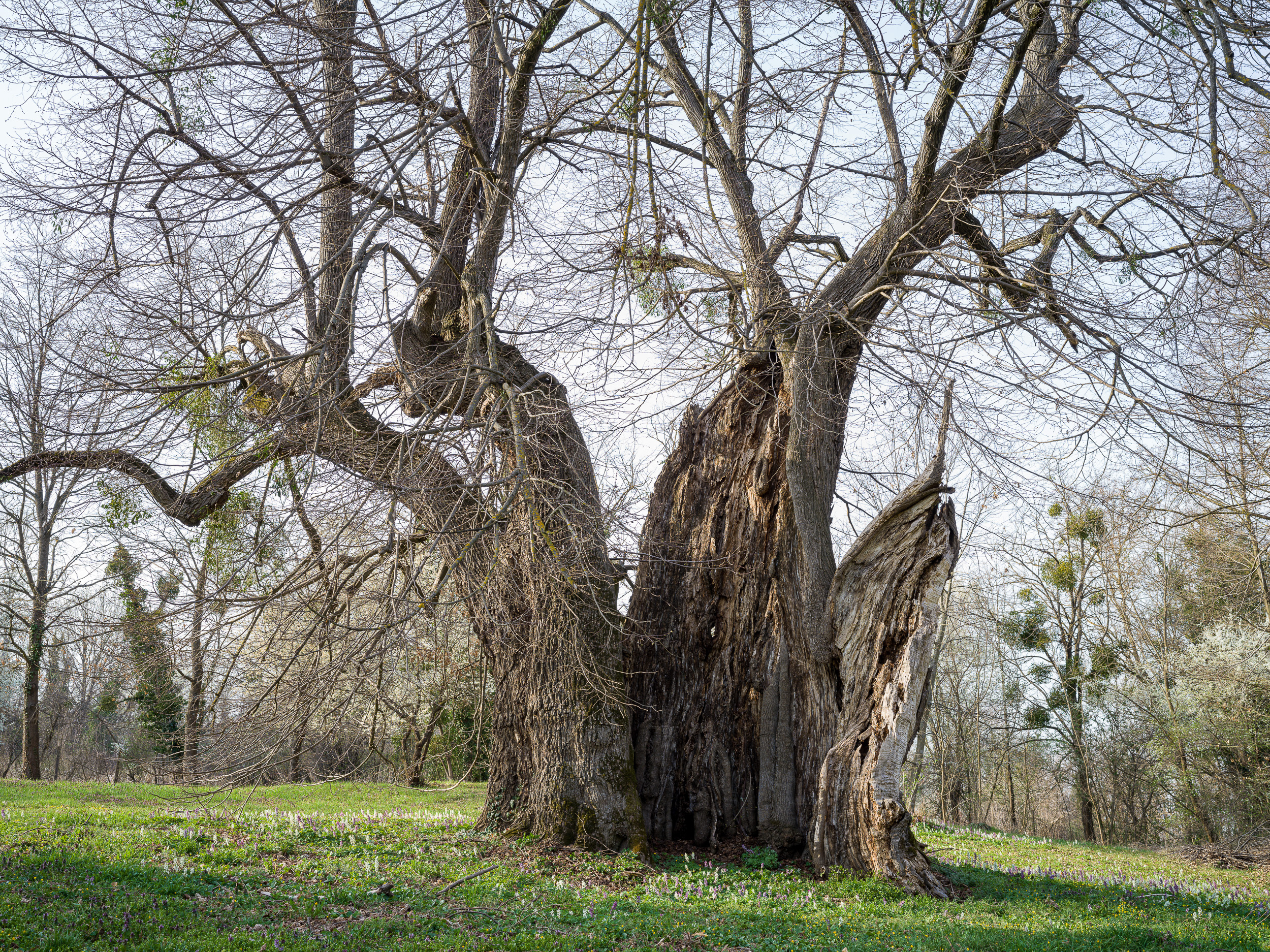 Az ötvöskónyi hárs
