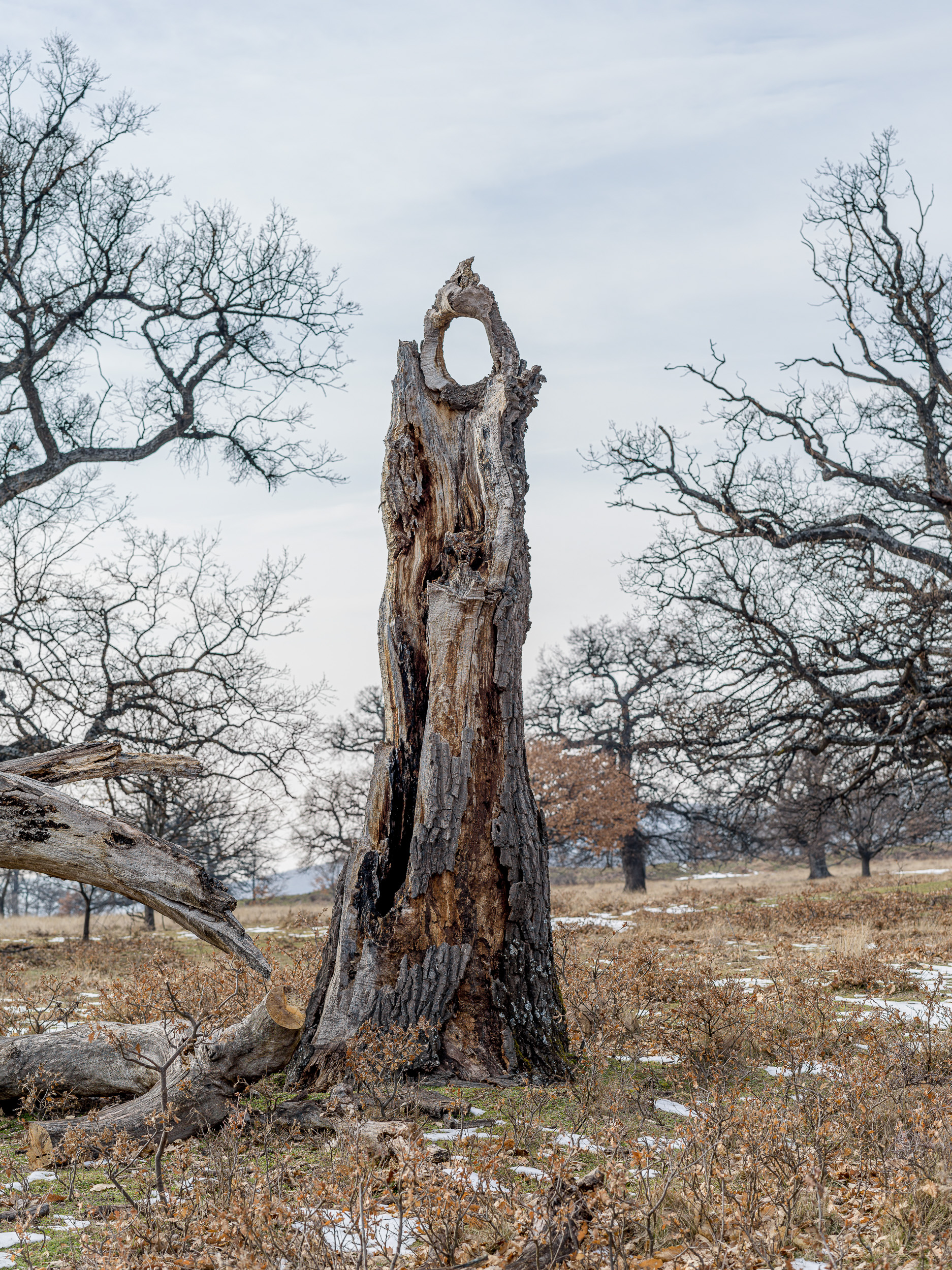 Elpusztult tölgy
