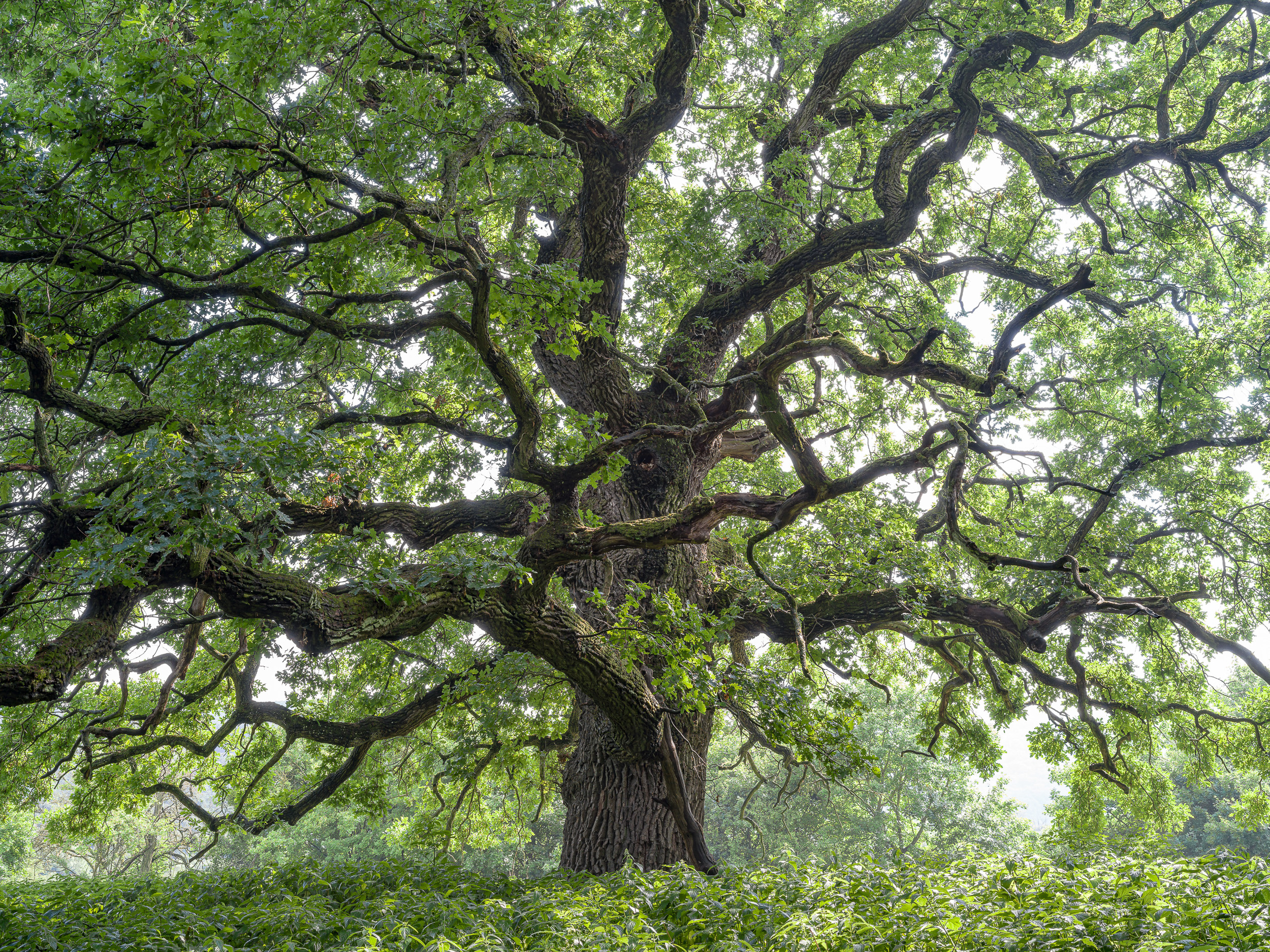 Gerecsei öreg tölgy