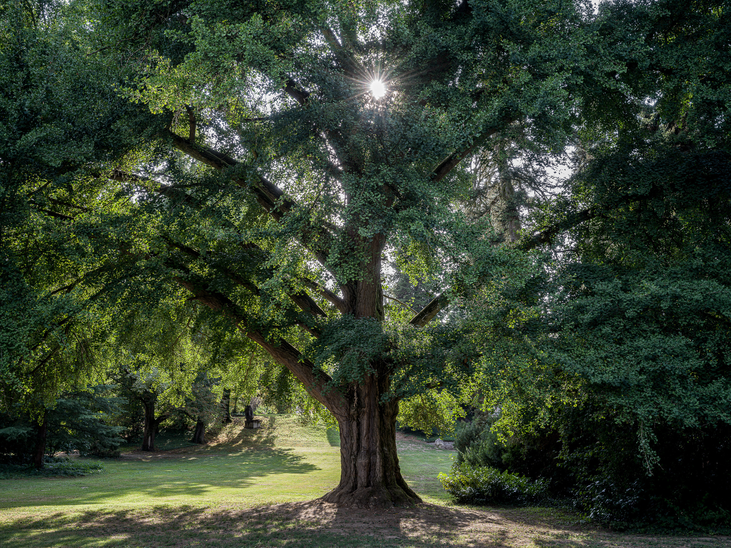 Ginkgo biloba, Sellye