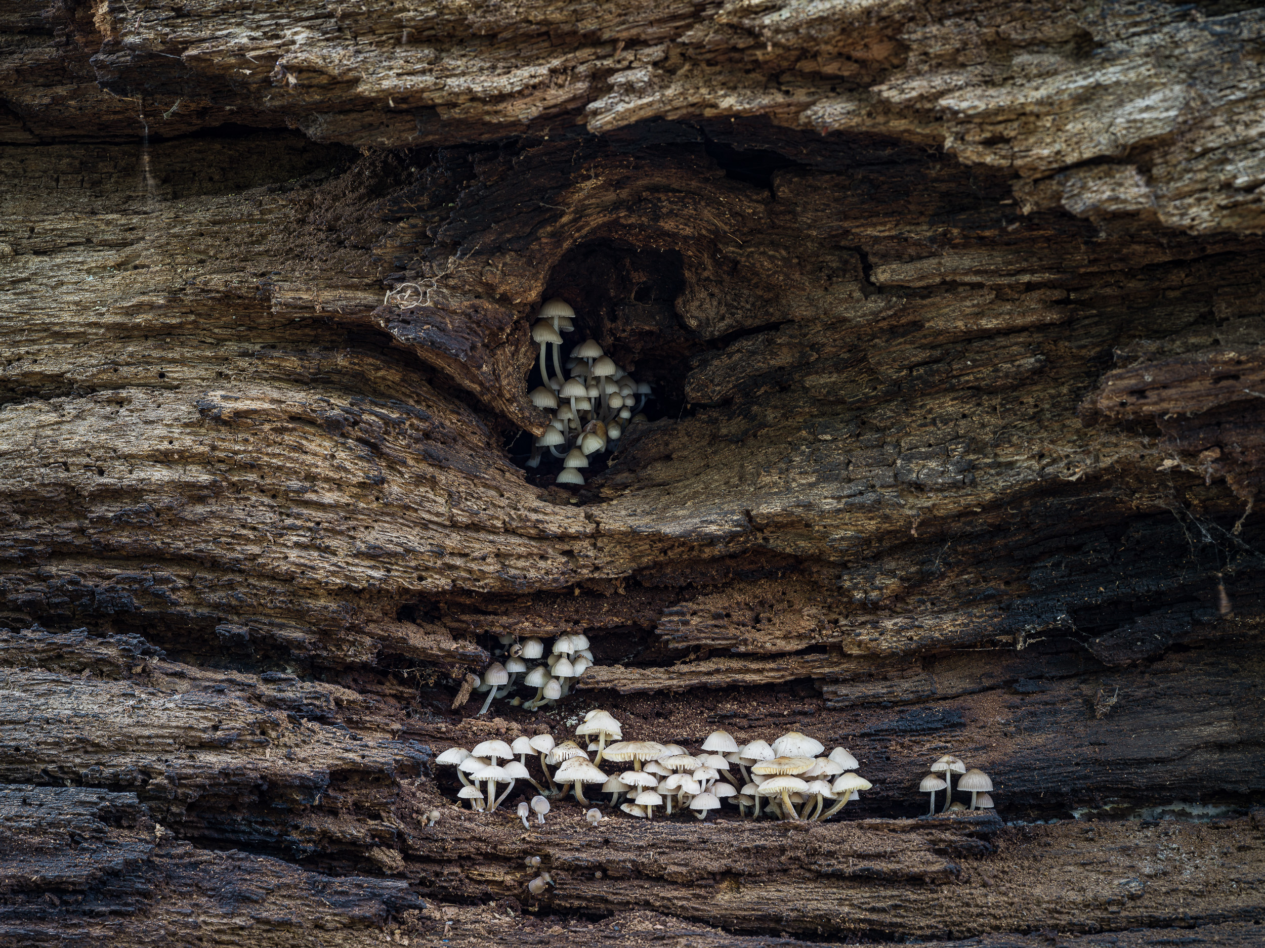 Gombák a zsennyei tölgyön