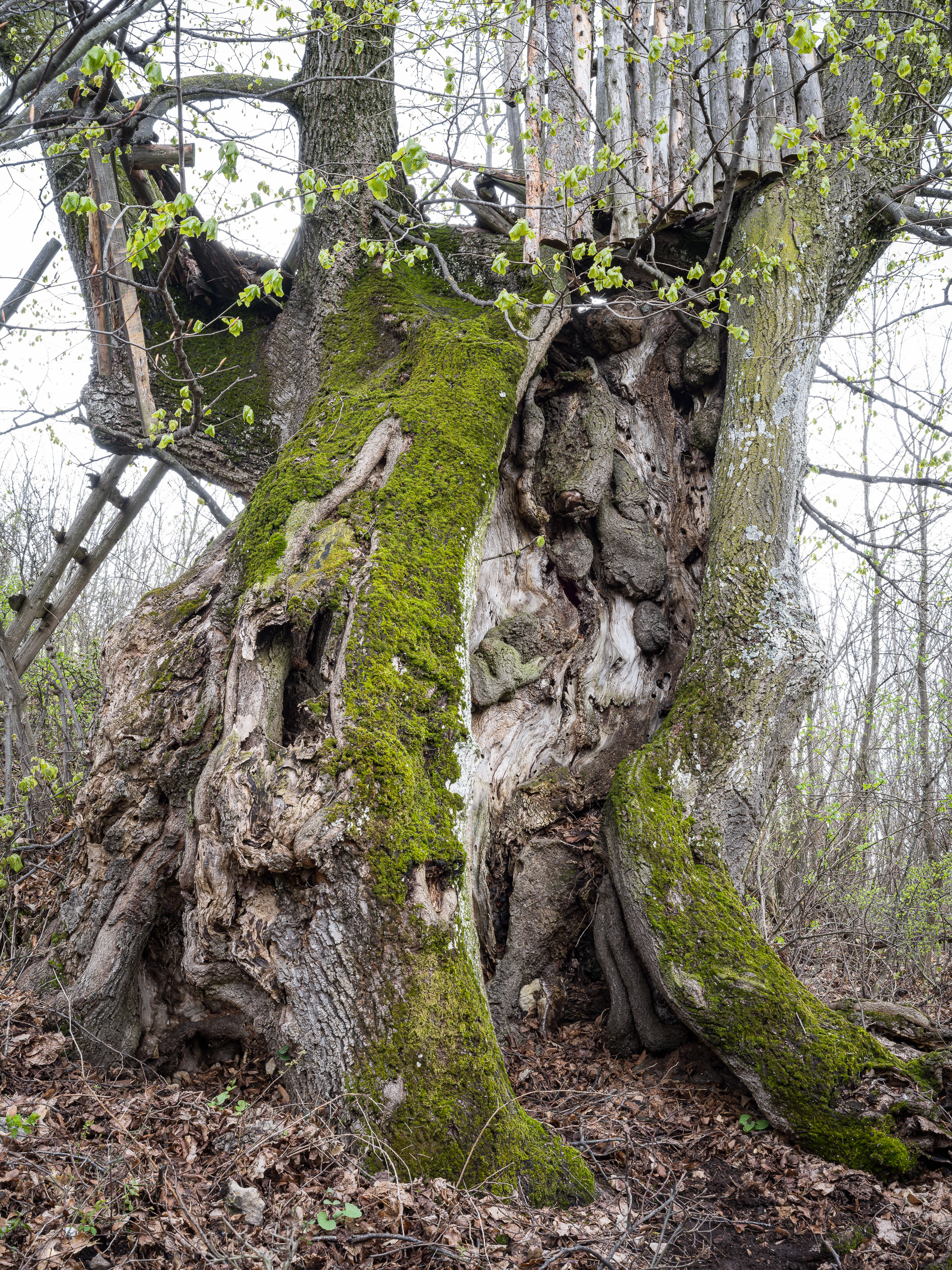 Hárs az Agár-tetőn