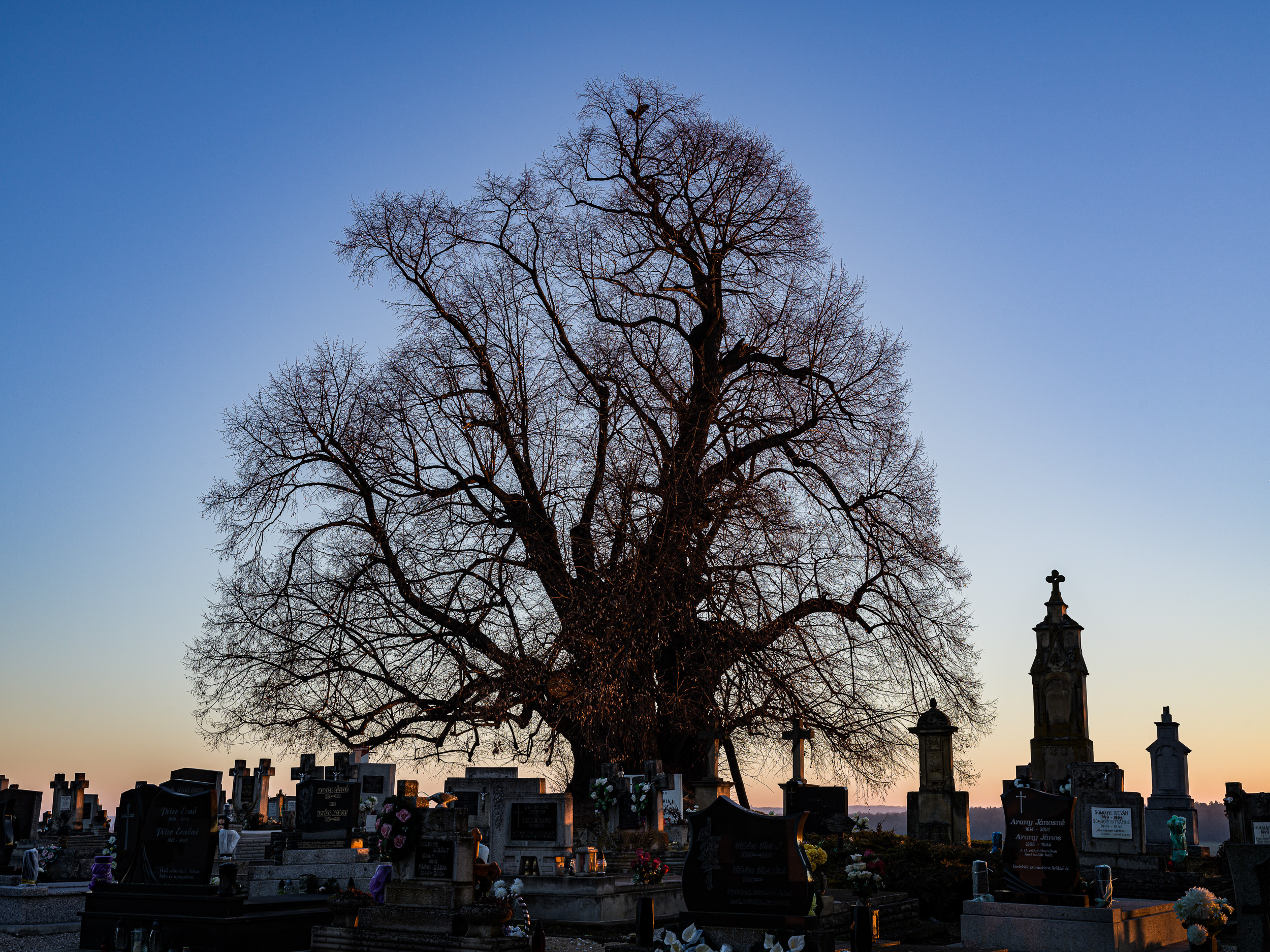 Szőkedencsi hárs