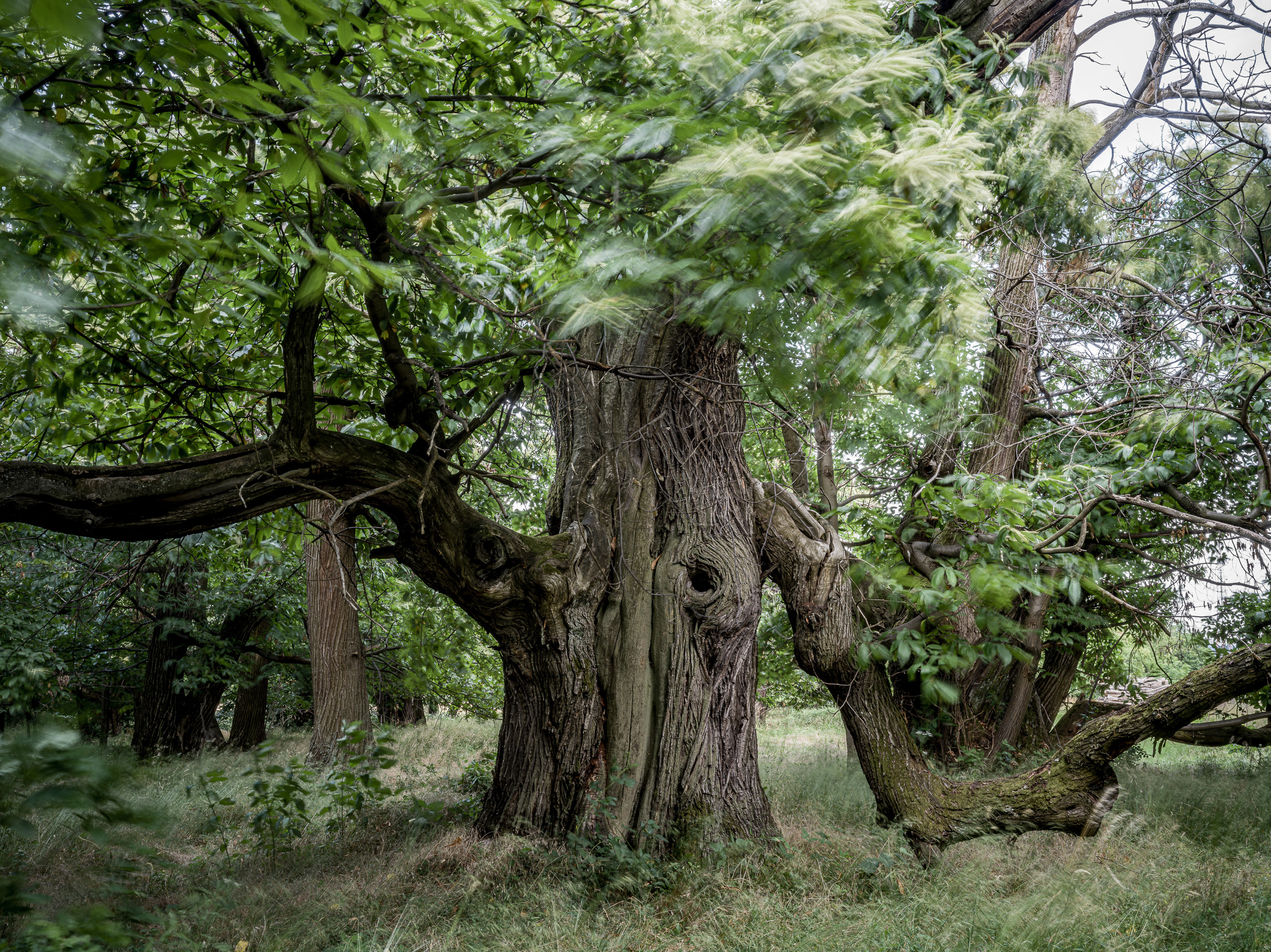 Szelídgesztenye, Zengővárkony
