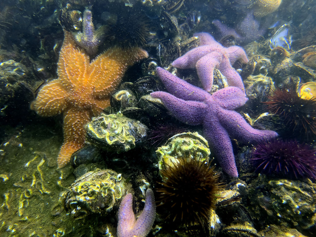 Nemváltó tengericsillag