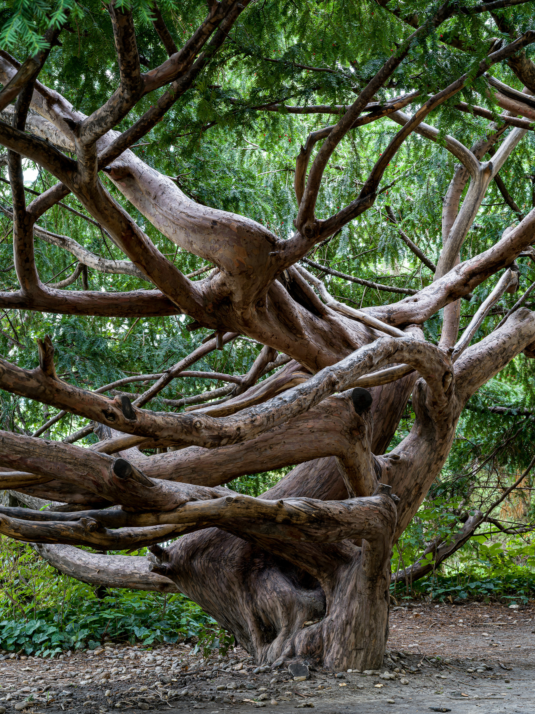 Tiszafa a MOM kertjében