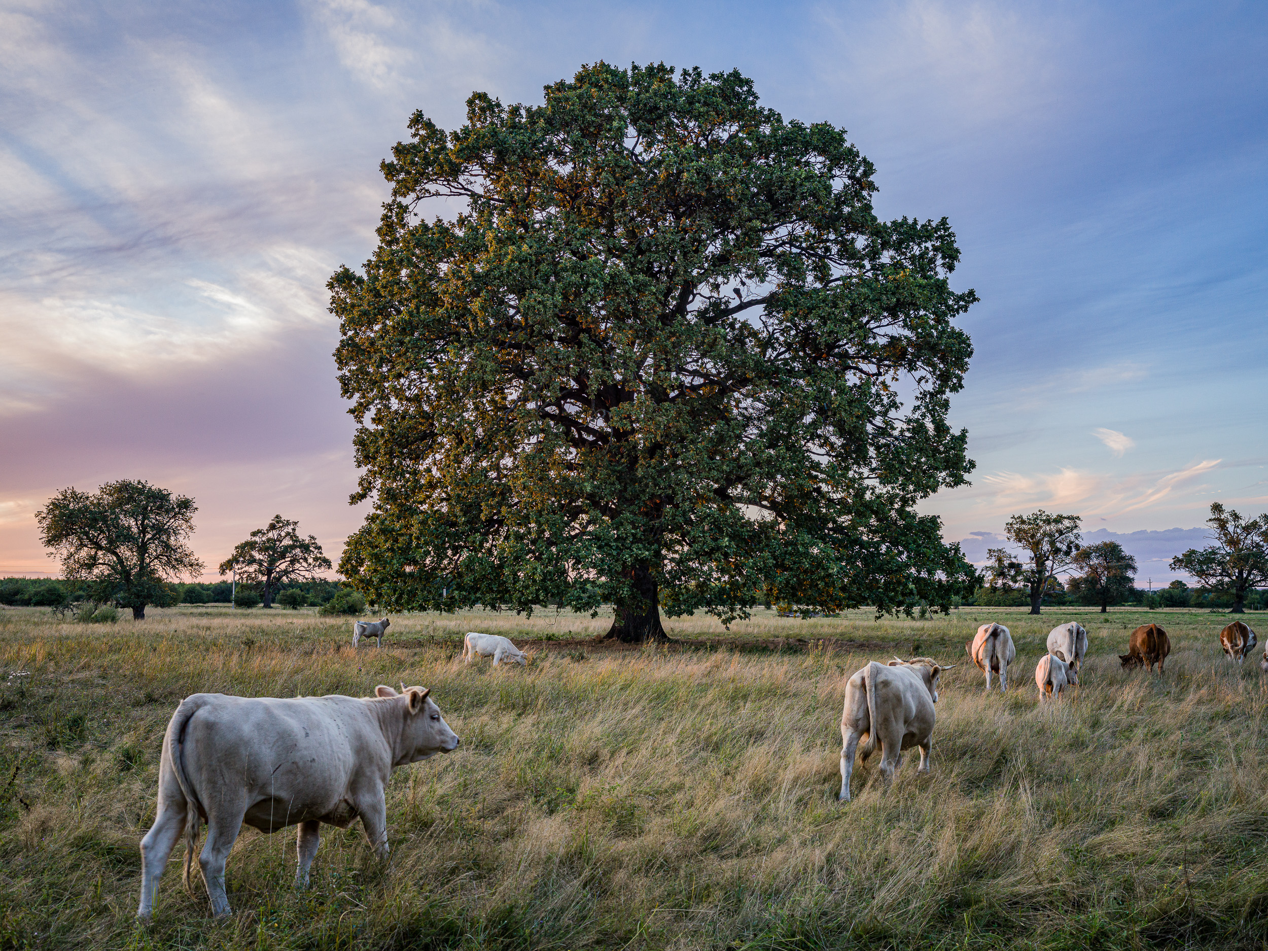 Kocsányos tölgy a Rókás-legelőn