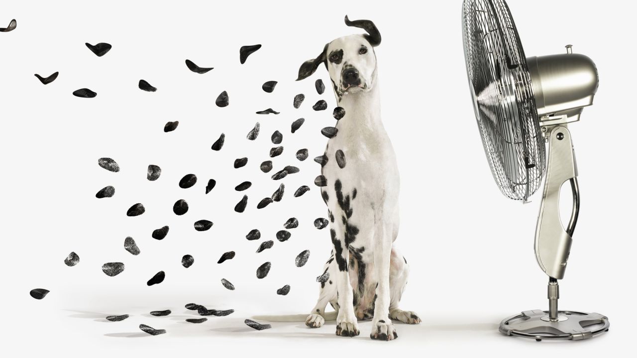 Dalmata kutya pöttyeit elfújja a ventillátor