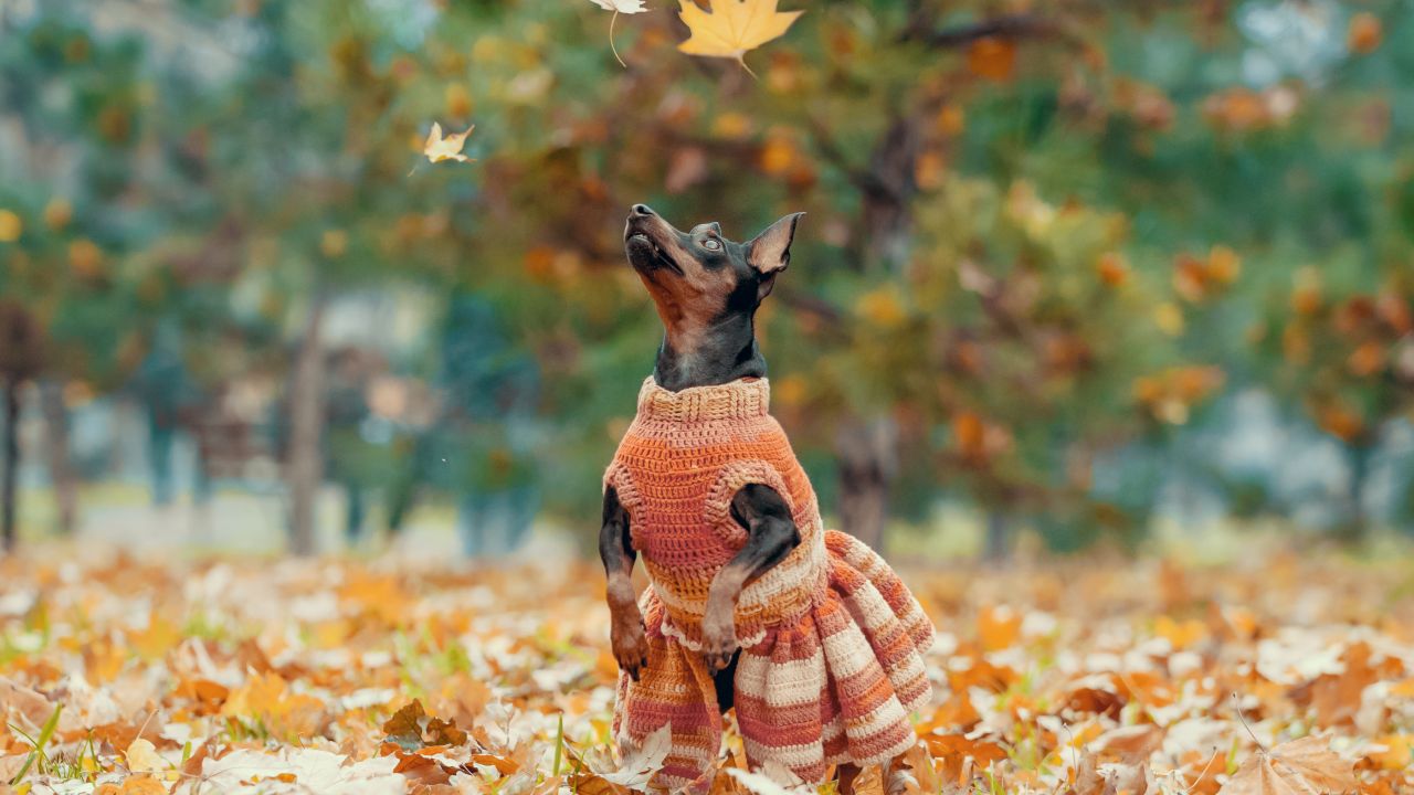 Kutya kötött ruhában ősszel