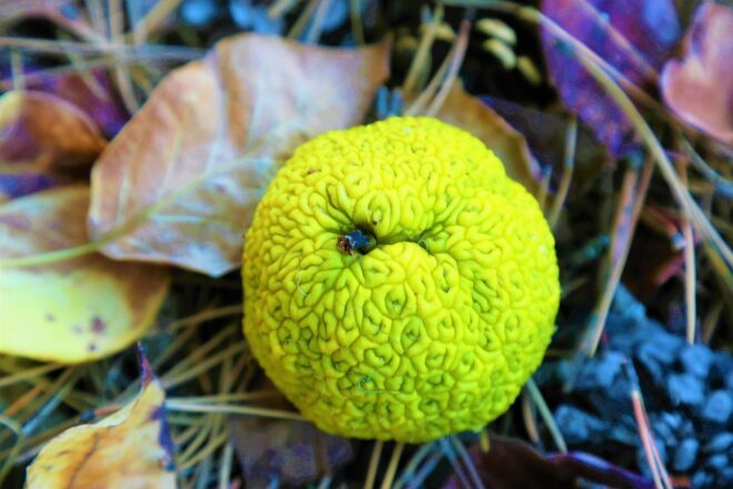 Mérgező gyümölcs terjed Magyarország egész területén