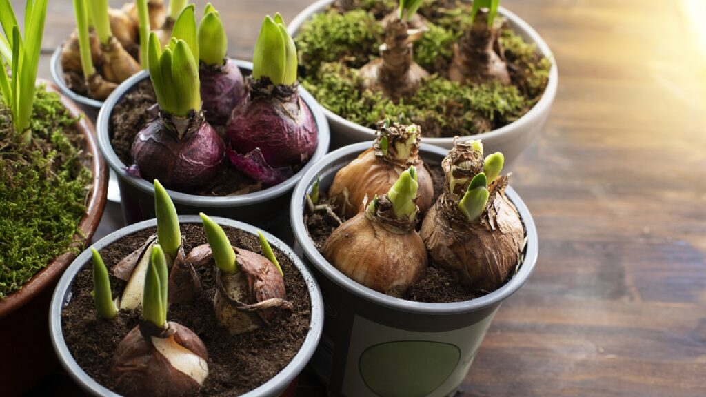 Fotó: Getty Images - Yevheniya Tuzinska