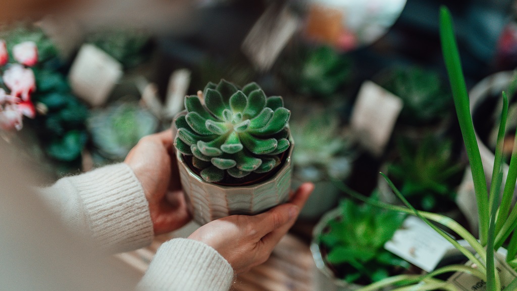 Pozsgást vinni vendégségbe? Jó ötlet! (Fotó: Getty Images - Oscar Wong)