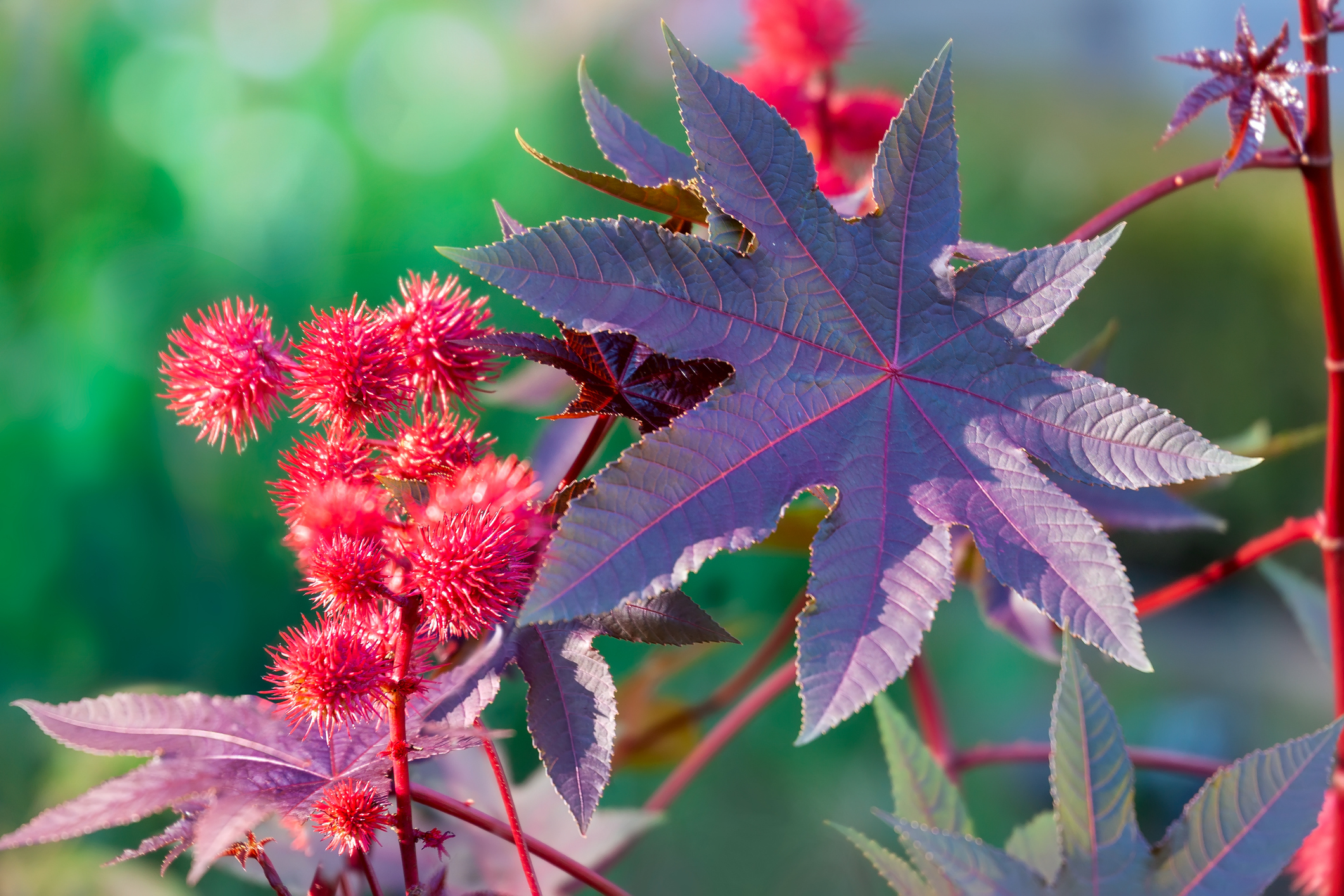 Ricinus