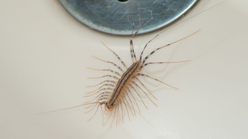 százlábú - fotó: Getty Images