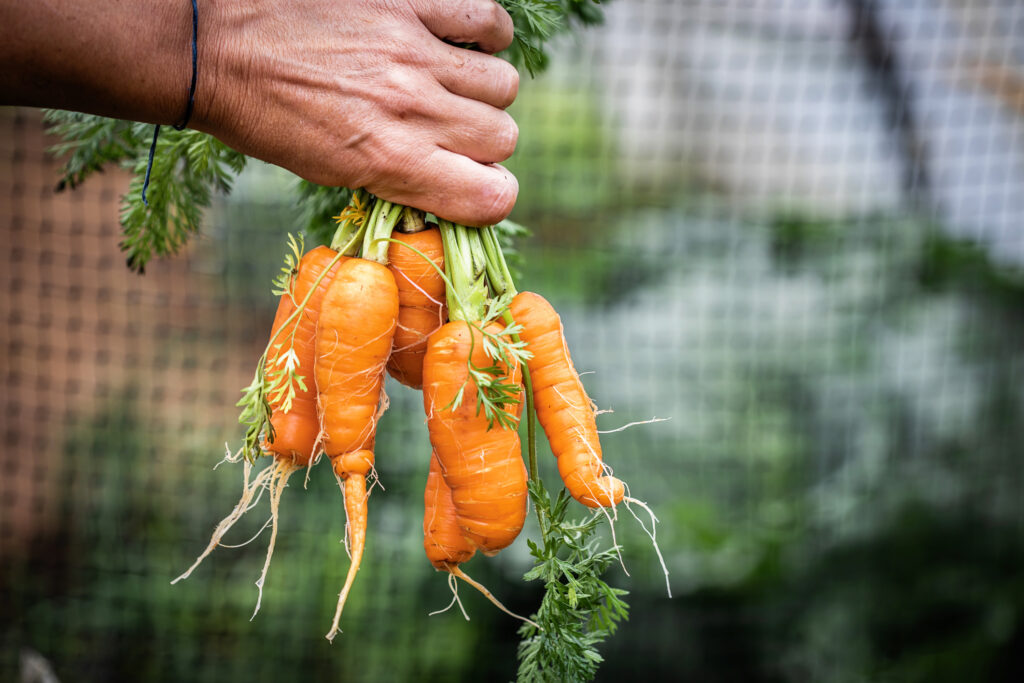 Valódi bébirépák