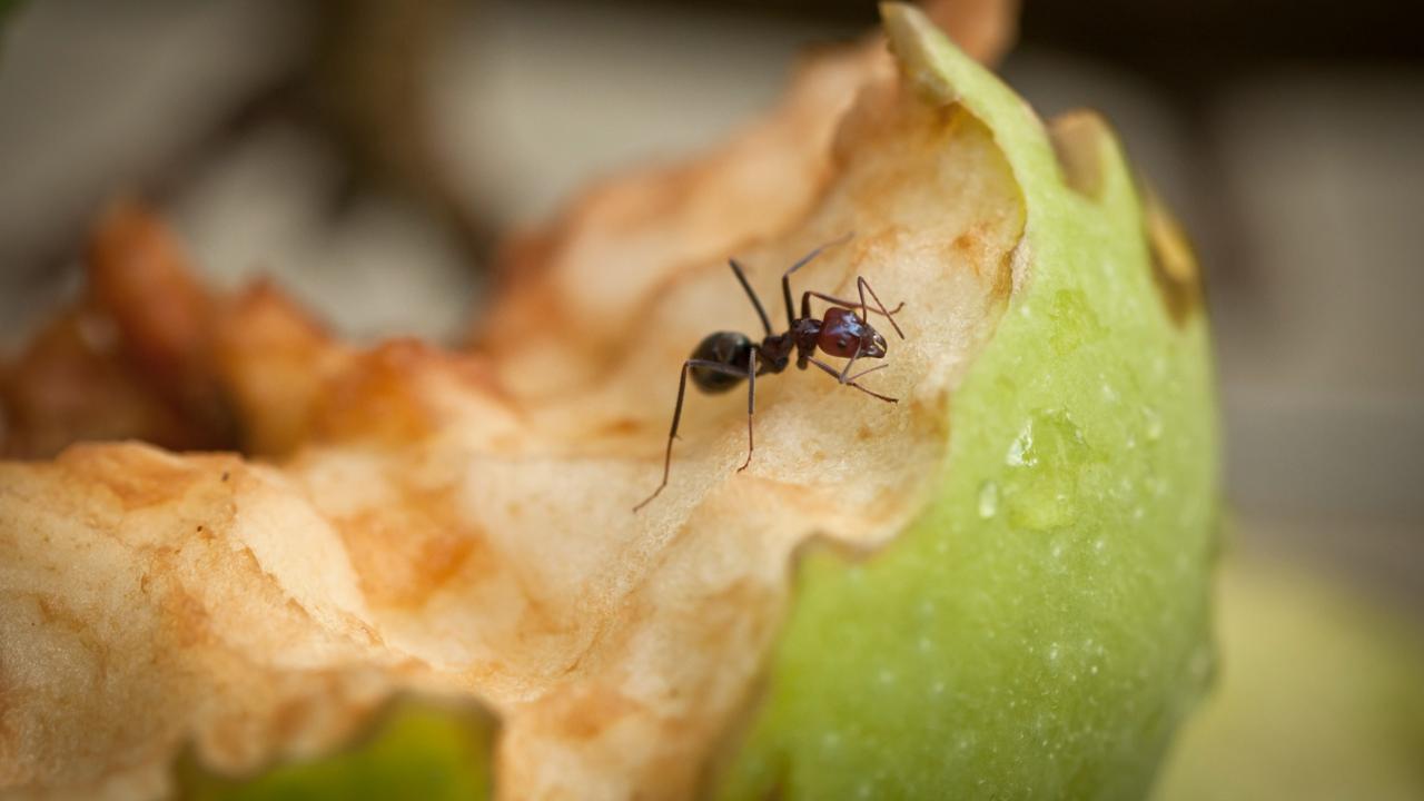 A kert titkos fegyvere: ne dobd ki az alma csutkáját, inkább használd fel!