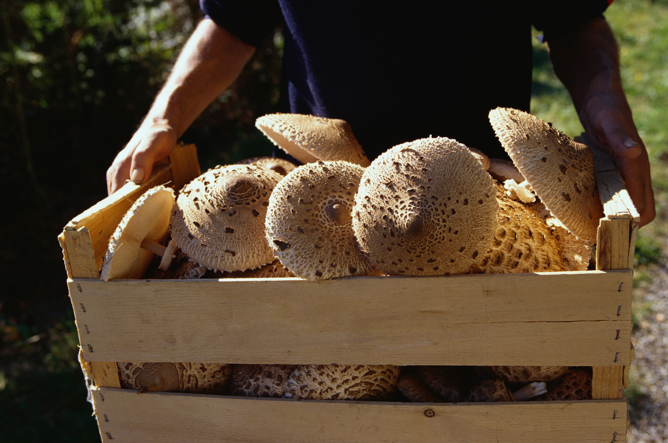 Egy láda őzlábgomba