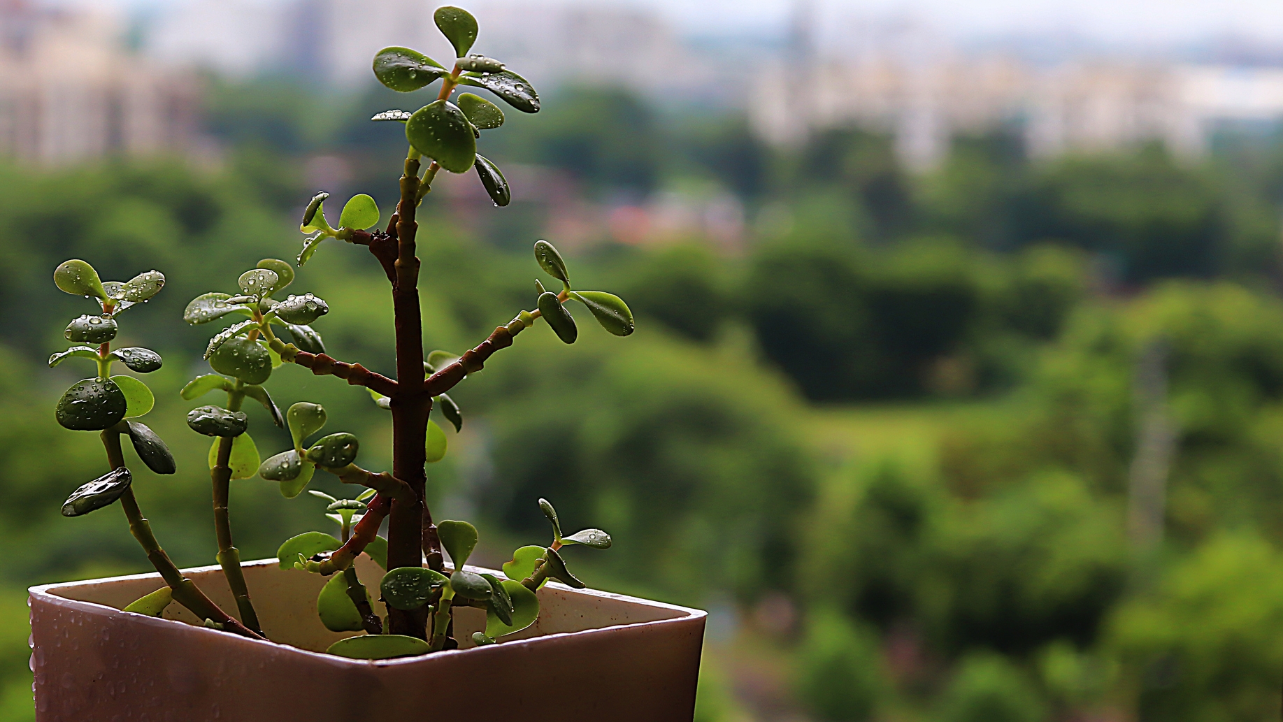 6 jótékony hatású Feng Shui-növény az otthonodba vagy az irodába