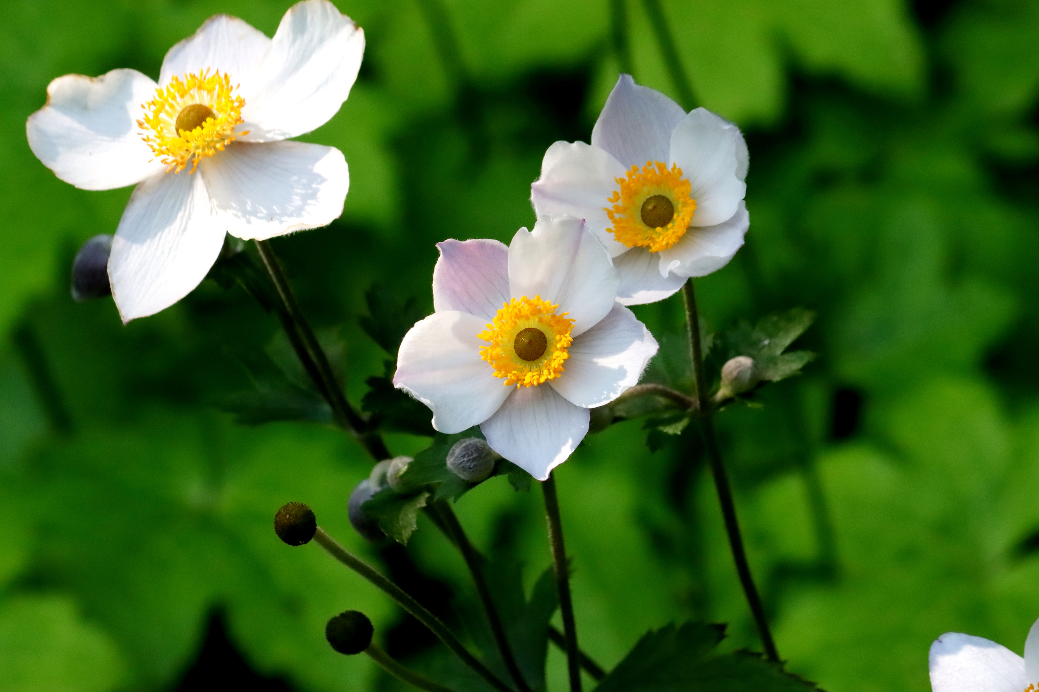 Koronás szellőrózsa