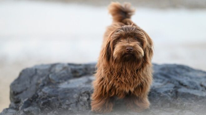 Ezért néz rád a kutyád, miközben a dolgát végzi