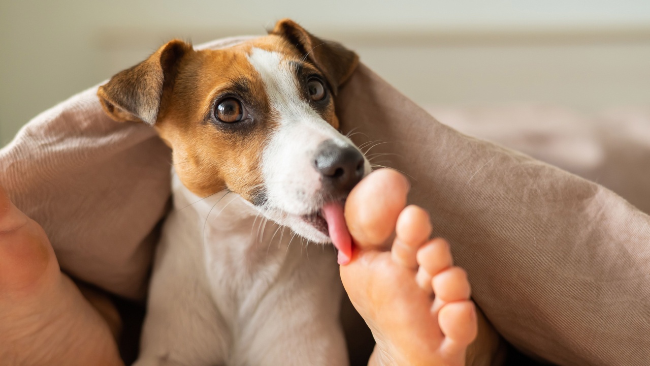 egy férfi lábfejét nyalogatja egy kutya