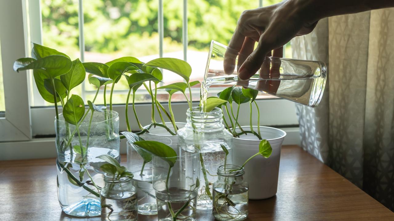 Megszületett a „szupernövény”: 30-szor hatékonyabban tisztítja a levegőt, mint bármelyik szobanövény