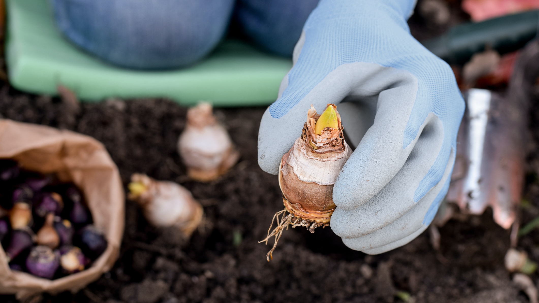 7 növény, amit októberben kell elültetni, hogy tavaszra virágba boruljon a kerted