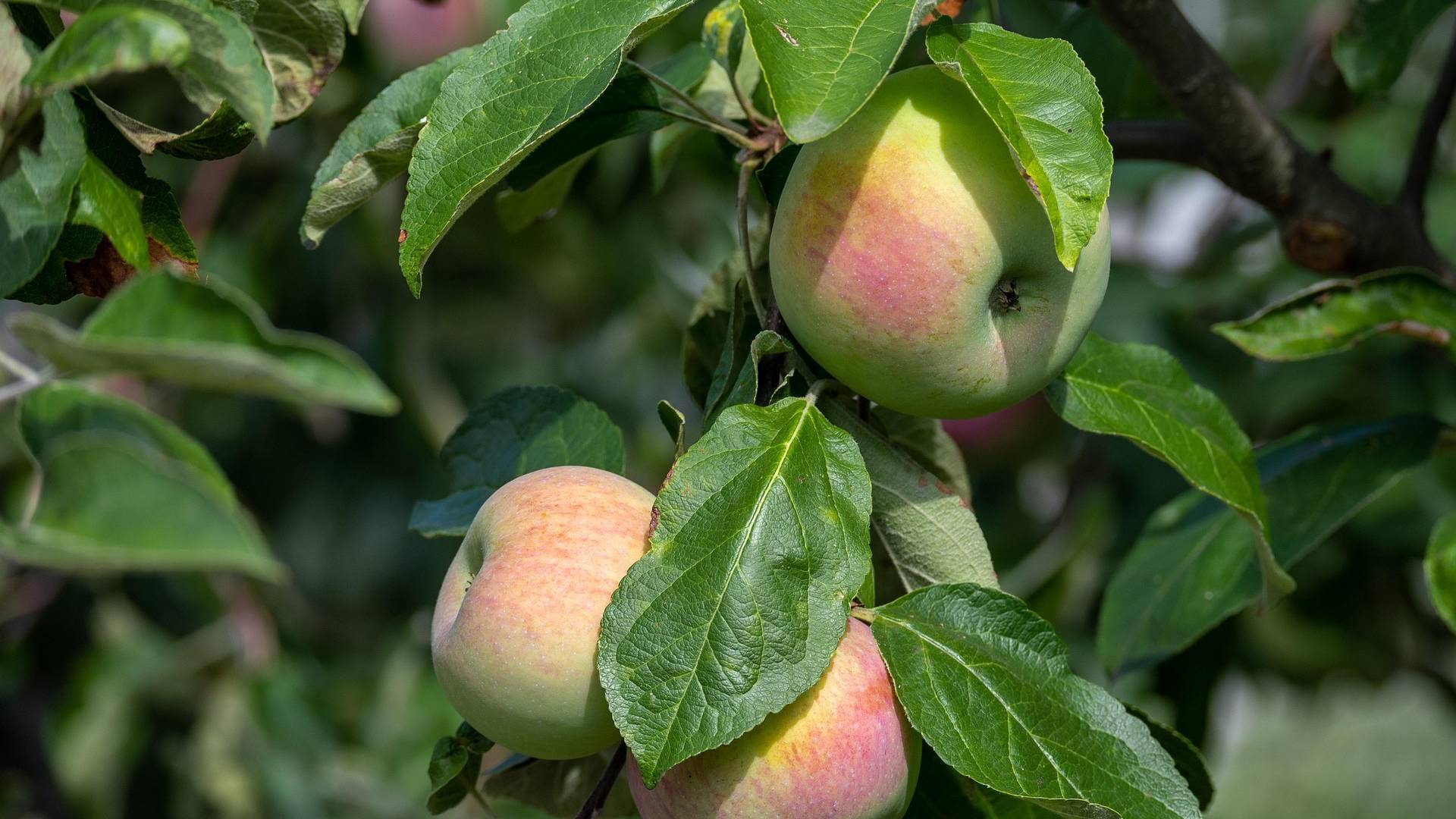 Kié lesz az alma, ha a fáról a szomszéd telkére esett?