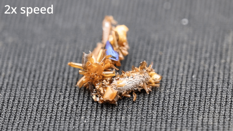 Húsevő mókusok jelentek meg egy kaliforniai parkban – a tudósokat is meglepte, amit a kamerák rögzítettek