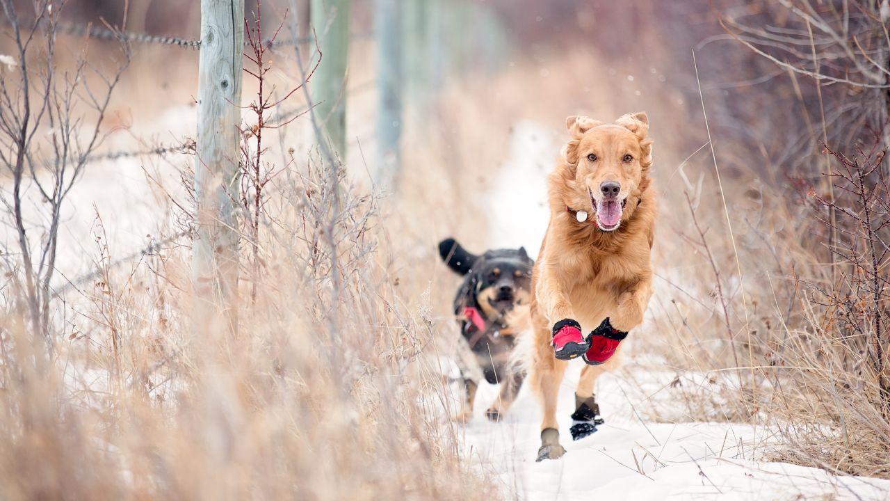 Állatvédők riasztanak: ez a téli veszély akár végzetes is lehet a kedvencednek