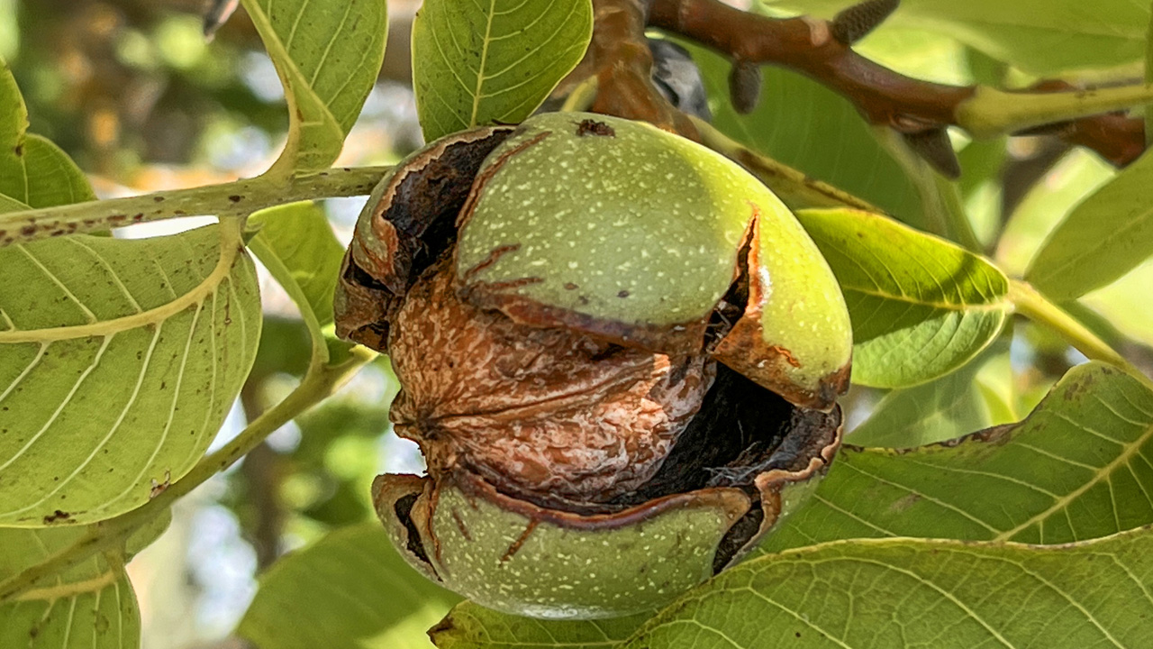 Diófád van? Kincset érnek a levelei!