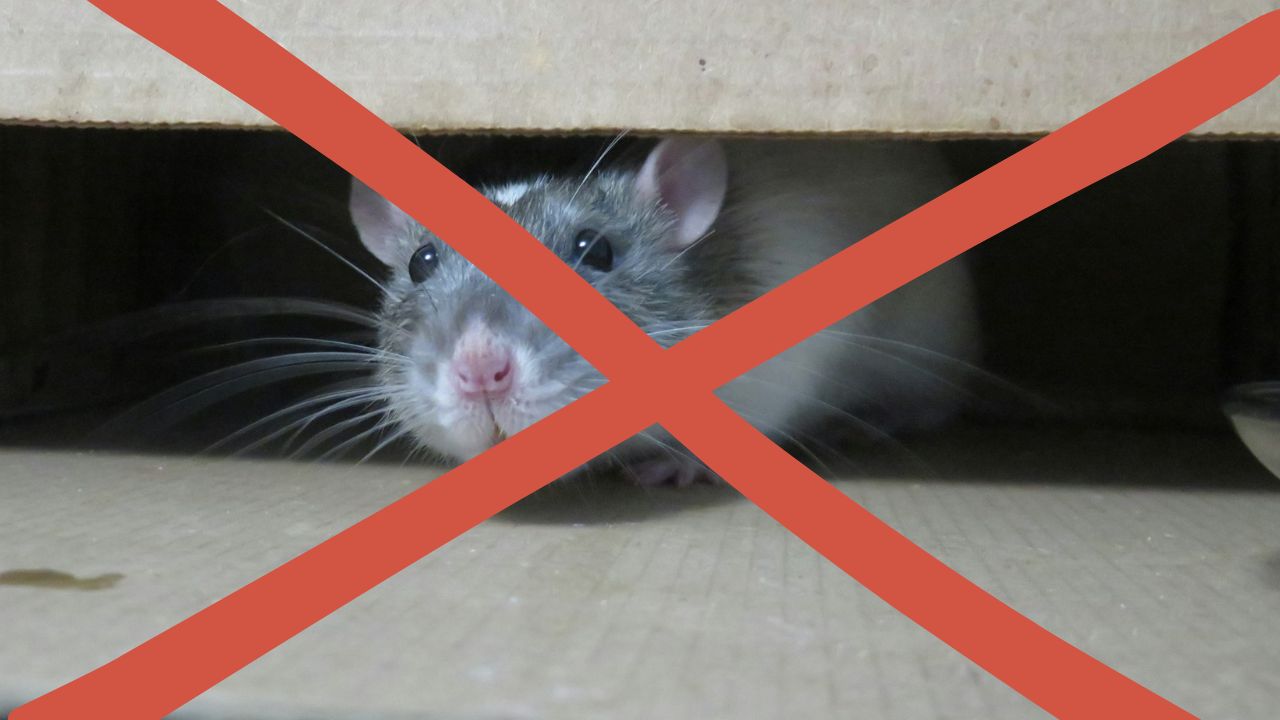 Az egerek és patkányok utálják: szórd szét az udvaron, nagy ívben elkerülik a területet