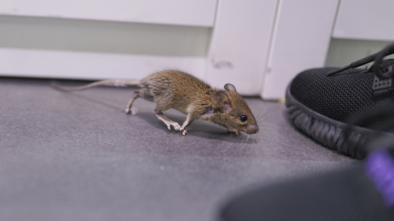 Pár csepp ebből az olajból, és egyből menekülnek az egerek!