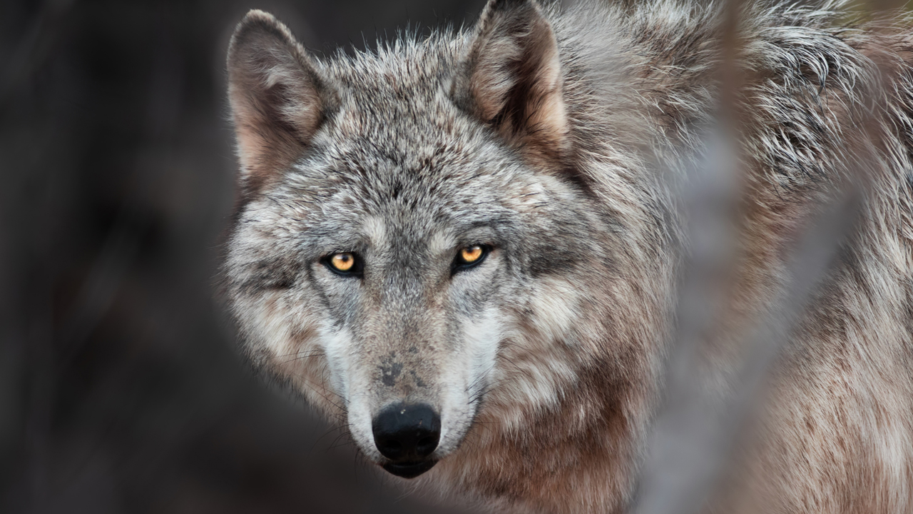 Először készült felvétel arról, hogy egy farkas eszközöket használhatott