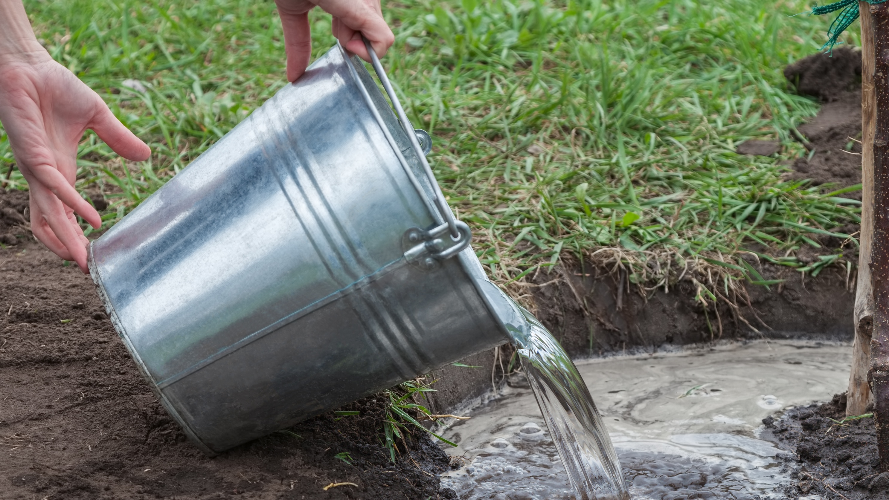 Novemberben önts egy vödörrel a fa gyökerére, és nyáron rengeteg gyümölcsöt gyűjthetsz