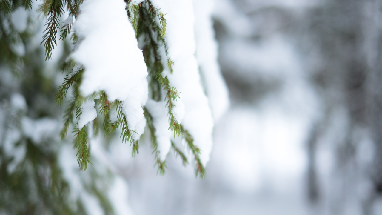 Ritka állatfaj bukkant fel az első hóval Győr-Moson-Sopronban