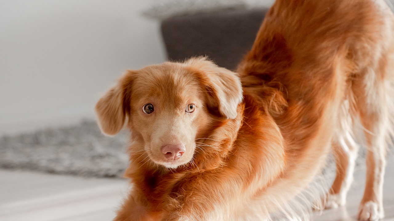 Ezért nyújtózkodnak a kutyák, mikor hazaér a gazdájuk