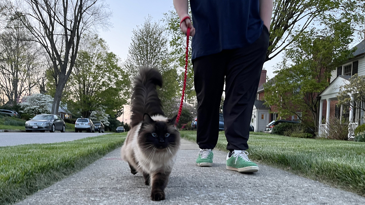 Kötelező chipelés jön a macskáknál is