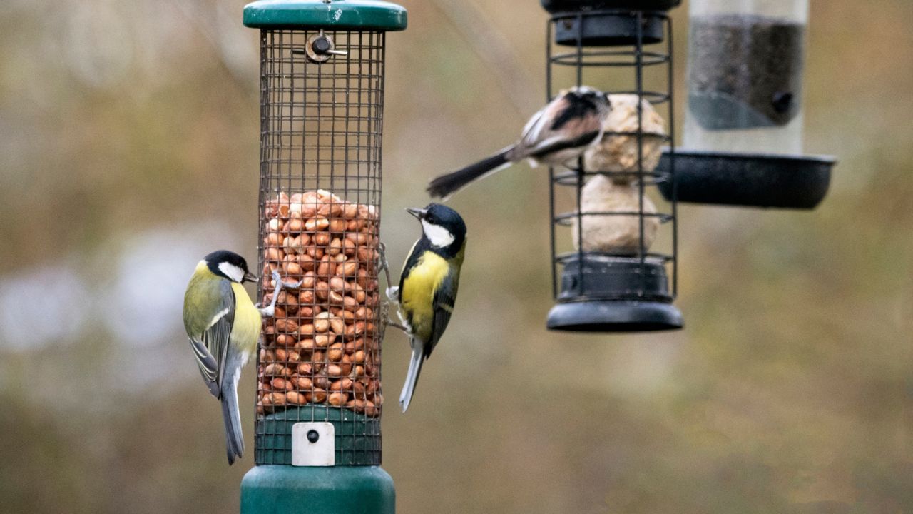 Így segíts a cinkéken télen – egy apró mozdulat, amivel életeket menthetsz
