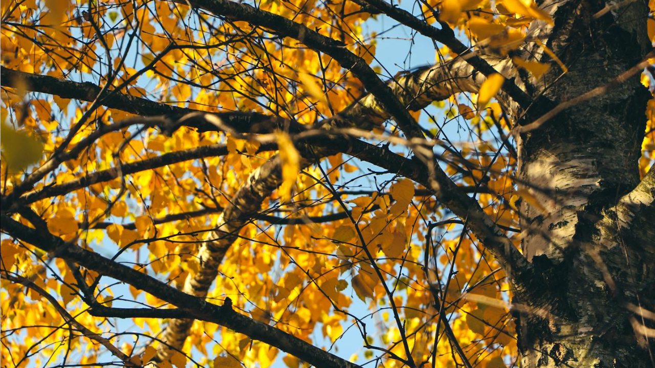 A népi bölcsesség szerint nagy bajt jelez a száraz, napos november