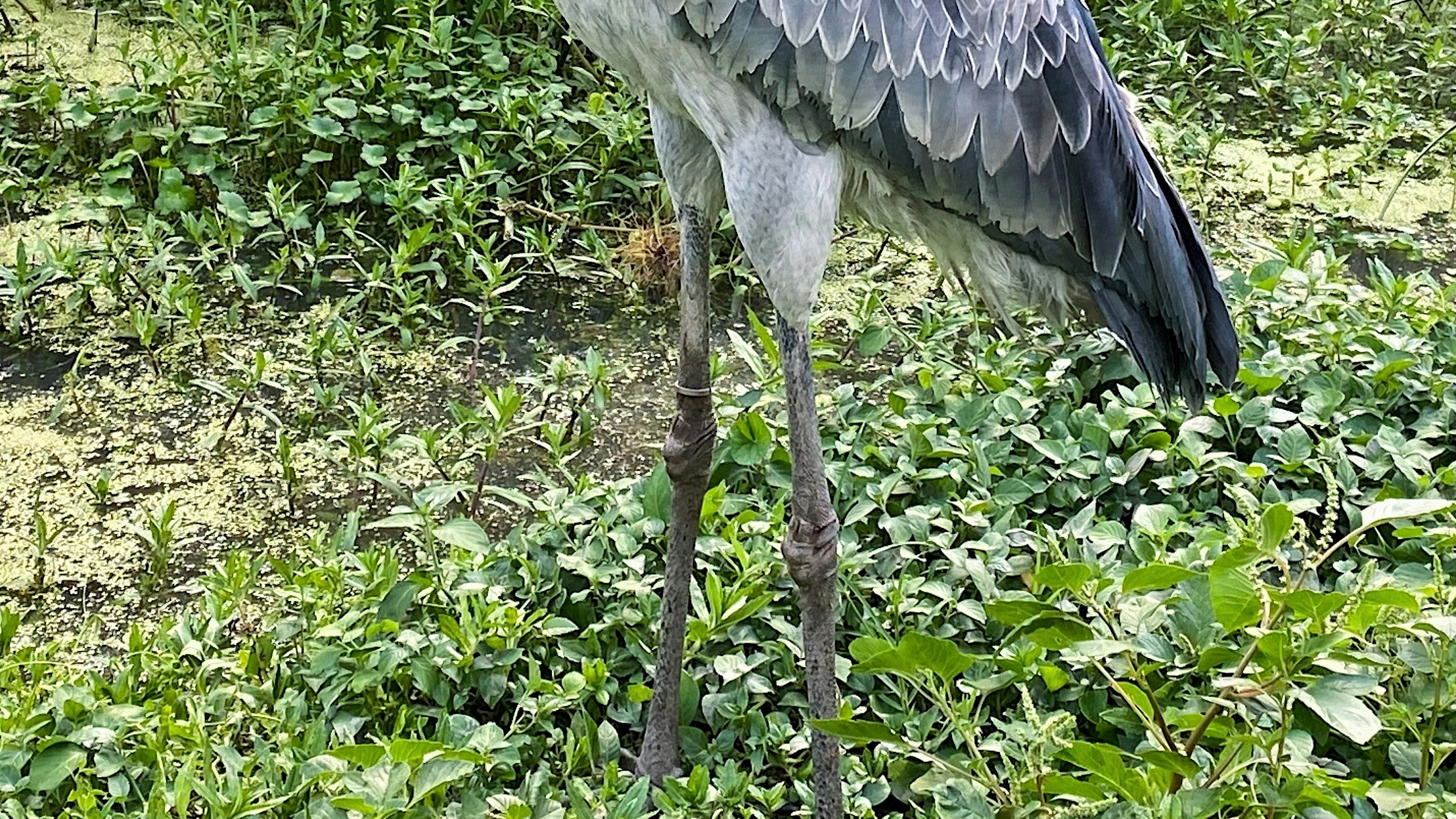 Dínószerű óriásmadár landolt egy turistahajón Afrikában – videóra vették