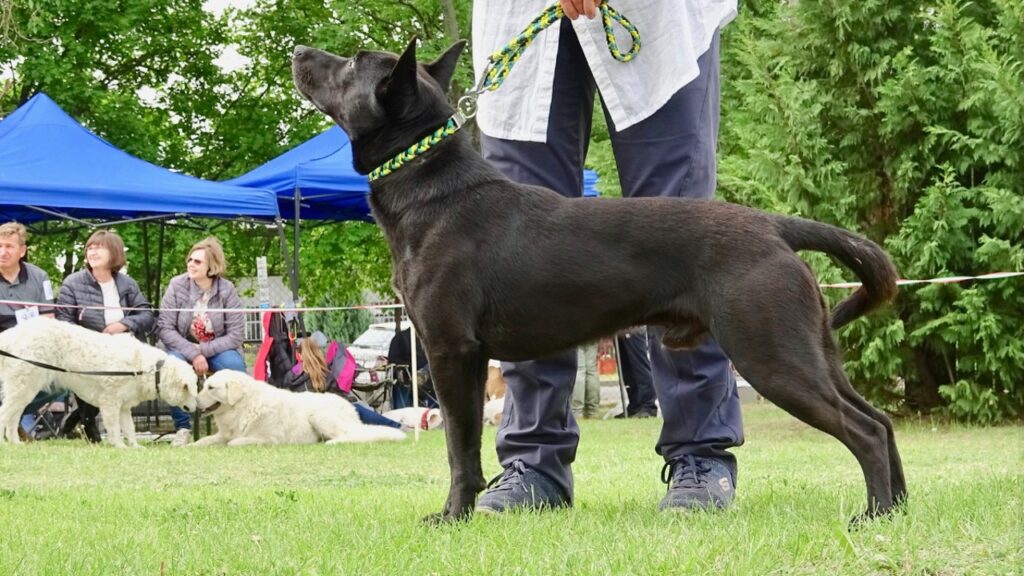Csodaszép a legújabb magyar kutyafajta, amit csak tavaly jegyeztek be